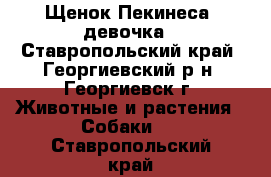 Щенок Пекинеса  девочка - Ставропольский край, Георгиевский р-н, Георгиевск г. Животные и растения » Собаки   . Ставропольский край